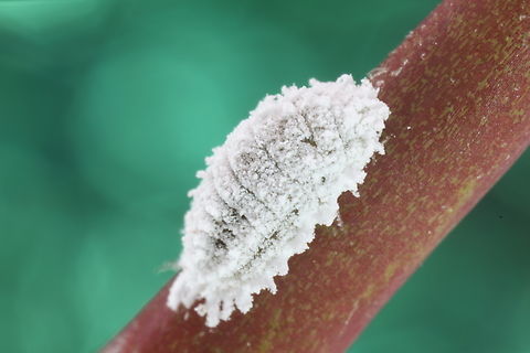 Citrus mealybug or Planococcus citri f16, 100 ISO, 5 sec, 5X
Found on same tree as the Potters Wasp nest which was next to a citrus tree.
https://www.jungledragon.com/image/139891/white_aphid_or_planococcus_citri_f8_1_sec._100_iso_5x_84_um_step_22_shots.html Geotagged,Planococcus  citri,Planococcus citri,Summer,United States