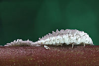 2 Citrus Mealybugs or Planococcus citri  f8, 1 sec., 100 ISO, 5X, 84 um per step, 22 shots<br />
Indeed was found near a tangelo (cross between tangerine and orange) citrus tree. Geotagged,Planococcus  citri,Planococcus citri,Summer,United States