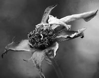 Rose or Rosa sp. Dead Rose stigma, anther, filament, f5.6, ISO 100, 0.30 sec, 1X, 29 Steps, 487um BLACK and WHITE Geotagged,Summer,United States