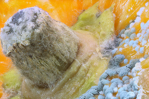 Blue Mold or Penicillium digitatum on a navel orange  Penicillium digitatum,Penicillium expansum