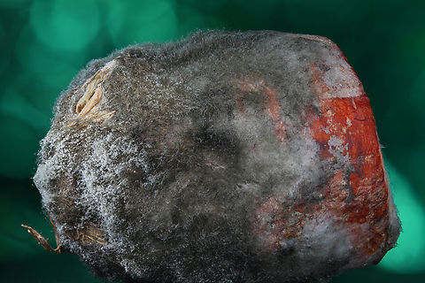 White fungus Sclerotinia sclerotiorum on a Imperator 58 carrot top or Daucus carota subsp. sativus A common cultivated carrot with a common fungus infection usually found in storage  Carrot,Daucus carota subsp. sativus,Geotagged,Sclerotinia sclerotiorum,Summer,United States