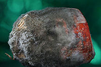 White fungus Sclerotinia sclerotiorum on a Imperator 58 carrot top or Daucus carota subsp. sativus A common cultivated carrot with a common fungus infection usually found in storage  Carrot,Daucus carota subsp. sativus,Geotagged,Sclerotinia sclerotiorum,Summer,United States