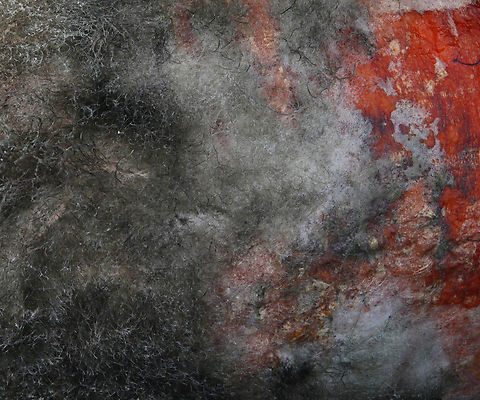 White fungus or Sclerotinia sclerotiorum on an infected carrot Nope, not the planet Mars just a common fungus found on stored and damaged root crops like carrots.
f5.6, 1/80 sec, 100 ISO,1X,  42 shots at 503&micro;m step

https://www.jungledragon.com/image/140051/white_fungus_or_sclerotinia_sclerotiorum.html
White fungus on carrot
https://www.jungledragon.com/image/140049/imperator_58_carrot_or_daucus_carota_subsp._sativus_with_white_fungus_sclerotinia_sclerotiorum.html
Imperator 58 carrot or Daucus carota subsp. sativus Geotagged,Sclerotinia sclerotiorum,Summer,United States