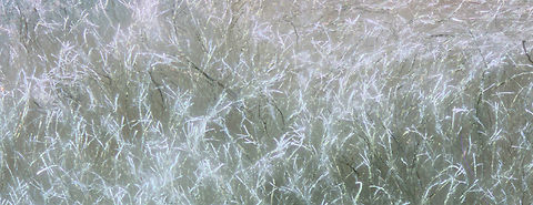 White fungus or Sclerotinia sclerotiorum Common mold on many root crops usually in storage
f5.6, 1/80 sec, 100 ISO,5X Sclerotinia sclerotiorum