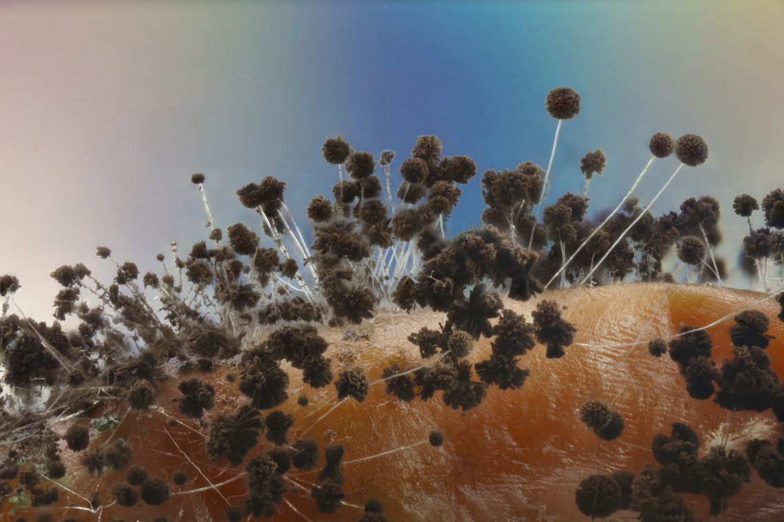 Summer Bunch Rot (Sour Rot) or Rhizopus arrhizus On a Thompson seedless grape<br />
f8, ISO 100, 1 sec, 5X, 66 steps at 84&micro;m<br />
 Geotagged,Rhizopus arrhizus,Summer,United States