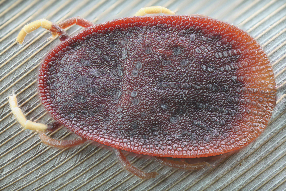 Soft Tick or Argas persicus Males usually lack the anterior conscutum which are wavy like grooves<br />
f/4, 100 ISO, 3.5x, 32 shots<br />
Leather like back<br />
<figure class="photo"><a href="https://www.jungledragon.com/image/140894/soft_tick_or_argas_persicus_leather_like_back.html" title="Soft Tick or Argas persicus leather like back"><img src="https://s3.amazonaws.com/media.jungledragon.com/images/5803/140894_thumb.jpg?AWSAccessKeyId=05GMT0V3GWVNE7GGM1R2&Expires=1759968010&Signature=OdJZT9vNynD5J%2FaN1UjLuK4CyDw%3D" width="200" height="120" alt="Soft Tick or Argas persicus leather like back f/2.8, 5X, ISO 100,19&micro;m step length, 29 shots Argas persicus,Geotagged,Summer,United States" /></a></figure><br />
Ventral view showing mouth parts, genital slit, anus and spiracle plates<br />
<figure class="photo"><a href="https://www.jungledragon.com/image/140915/soft_tick_or_argus_persicus_ventral_side.html" title="Soft Tick or Argus persicus ventral side"><img src="https://s3.amazonaws.com/media.jungledragon.com/images/5803/140915_thumb.jpg?AWSAccessKeyId=05GMT0V3GWVNE7GGM1R2&Expires=1759968010&Signature=L8XmmByBadEw%2F%2BfWGq98rWZl8Vo%3D" width="200" height="142" alt="Soft Tick or Argus persicus ventral side f5.6, 24 steps at 58microns, 100 ISO, 1/6 sec.<br />
Note:<br />
-the genital aperture. Slit below the mouth parts<br />
-right and left spiracle on protuberance between legs 3 and 4<br />
-anus is the ovoid shape in the centerline below the hind legs<br />
-usually no eyes Argas persicus,Argus persicus,Geotagged,Summer,United States" /></a></figure><br />
Lateral view showing the sutural line<br />
<figure class="photo"><a href="https://www.jungledragon.com/image/141006/soft_tick_or_argas_persicus.html" title="Soft Tick or Argas persicus"><img src="https://s3.amazonaws.com/media.jungledragon.com/images/5803/141006_thumb.jpg?AWSAccessKeyId=05GMT0V3GWVNE7GGM1R2&Expires=1759968010&Signature=b6ekX6AdioxnLdACPjbIiSvrzBg%3D" width="200" height="126" alt="Soft Tick or Argas persicus  lateral side showing the sutural line<br />
f5.6, 4X, 54 steps at 58&micro;m, 100 ISO, .6 sec  Argas persicus,Argus persicus,Geotagged,Summer,United States" /></a></figure> Argas persicus,Geotagged,Summer,United States,tick