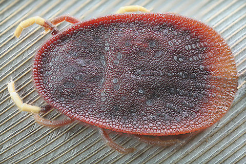 Soft Tick or Argas persicus Males usually lack the anterior conscutum which are wavy like grooves
f/4, 100 ISO, 3.5x, 32 shots
Leather like back
https://www.jungledragon.com/image/140894/soft_tick_or_argas_persicus_leather_like_back.html
Ventral view showing mouth parts, genital slit, anus and spiracle plates
https://www.jungledragon.com/image/140915/soft_tick_or_argus_persicus_ventral_side.html
Lateral view showing the sutural line
https://www.jungledragon.com/image/141006/soft_tick_or_argas_persicus.html Argas persicus,Geotagged,Summer,United States,tick