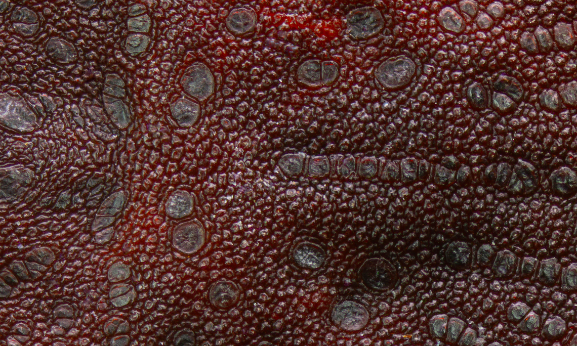 Soft Tick or Argas persicus leather like back f/2.8, 5X, ISO 100,19&micro;m step length, 29 shots Argas persicus,Geotagged,Summer,United States