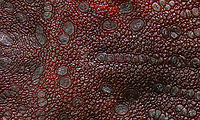 Soft Tick or Argas persicus leather like back f/2.8, 5X, ISO 100,19&micro;m step length, 29 shots Argas persicus,Geotagged,Summer,United States