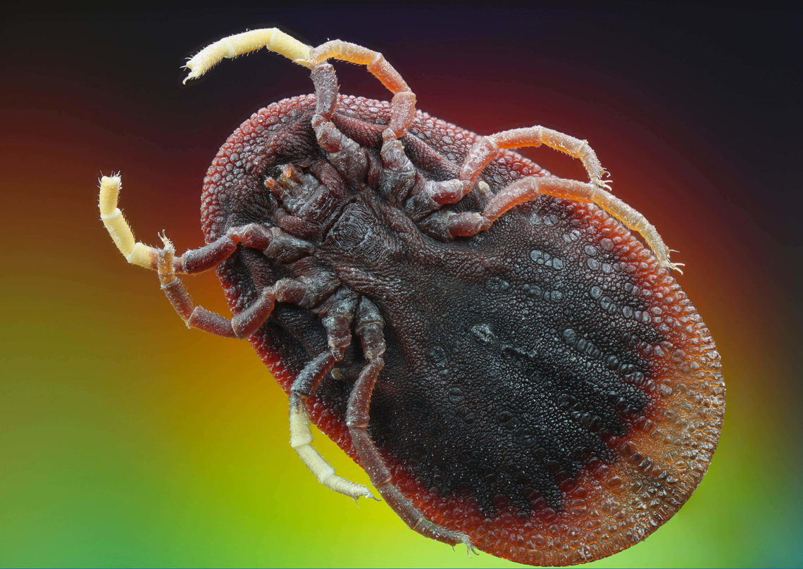 Soft Tick or Argus persicus ventral side f5.6, 24 steps at 58microns, 100 ISO, 1/6 sec.<br />
Note:<br />
-the genital aperture. Slit below the mouth parts<br />
-right and left spiracle on protuberance between legs 3 and 4<br />
-anus is the ovoid shape in the centerline below the hind legs<br />
-usually no eyes Argas persicus,Argus persicus,Geotagged,Summer,United States