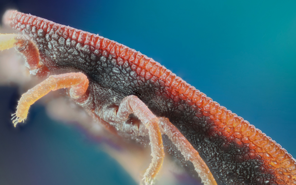 Soft Tick or Argas persicus  lateral side showing the sutural line<br />
f5.6, 4X, 54 steps at 58&micro;m, 100 ISO, .6 sec  Argas persicus,Argus persicus,Geotagged,Summer,United States
