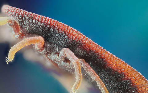Soft Tick or Argas persicus  lateral side showing the sutural line
f5.6, 4X, 54 steps at 58µm, 100 ISO, .6 sec  Argas persicus,Argus persicus,Geotagged,Summer,United States