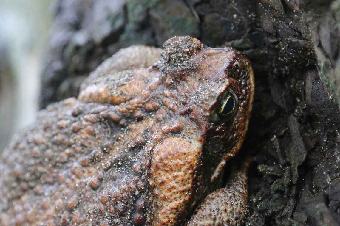 Marine or Cane Toad, Rhinella  marina Found on a large tree partially in the surf zone near Hana on the Maui island<br />
<figure class="photo"><a href="https://www.jungledragon.com/image/141652/marine_or_cane_toad_rhinella_marina.html" title="Marine or Cane Toad, Rhinella marina"><img src="https://s3.amazonaws.com/media.jungledragon.com/images/5803/141652_thumb.JPG?AWSAccessKeyId=05GMT0V3GWVNE7GGM1R2&Expires=1759968010&Signature=2SBVInbIQWW%2B5Egnk%2FQcir%2FkSUc%3D" width="200" height="134" alt="Marine or Cane Toad, Rhinella marina Found on a large tree partially in the surf zone near Hana on the Maui island Cane Toad,Cane toad,Fall,Geotagged,Marine toad,Rhinella marina,United States" /></a></figure> Cane toad,Fall,Geotagged,Rhinella marina,United States