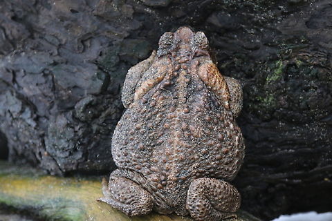 Marine or Cane Toad, Rhinella marina Found on a large tree partially in the surf zone near Hana on the Maui island Cane Toad,Cane toad,Fall,Geotagged,Marine toad,Rhinella marina,United States