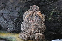 Marine or Cane Toad, Rhinella marina Found on a large tree partially in the surf zone near Hana on the Maui island Cane Toad,Cane toad,Fall,Geotagged,Marine toad,Rhinella marina,United States