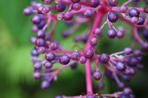Chandelier Tree, Medinilla cummingii At the Maui Garden of Eden
https://www.jungledragon.com/image/141655/showy_asian_grapes_medinilla_speciosa.html Fall,Geotagged,Medinilla cummingii,Medinilla speciosa,United States
