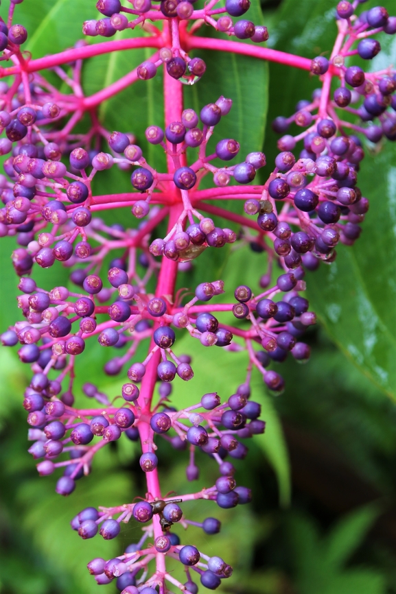 Chandelier Tree or Medinilla cummingii  Fall,Geotagged,Medinilla cummingii,Medinilla speciosa,United States