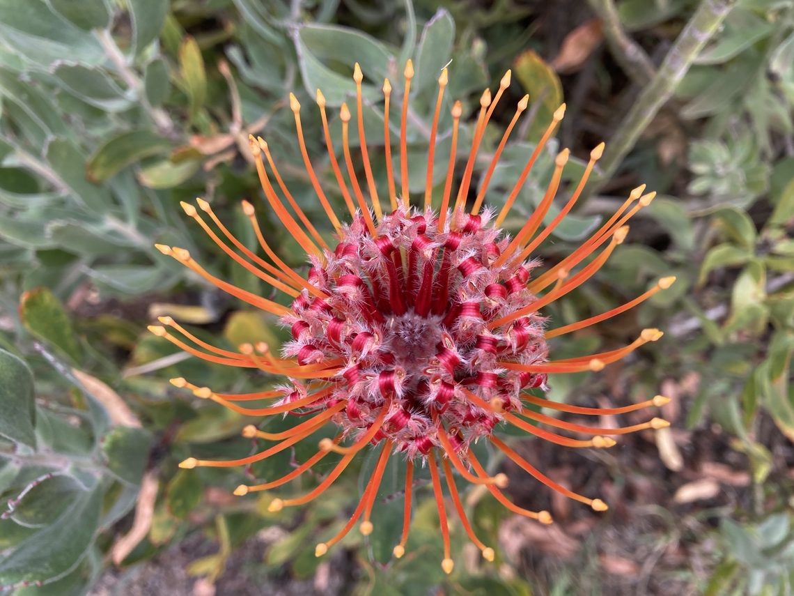 Nodding Pincushion Leucospermum cordifolium <figure class="photo"><a href="https://www.jungledragon.com/image/141713/nodding_pincushion_leucospermum_cordifolium.html" title="Nodding Pincushion Leucospermum cordifolium"><img src="https://s3.amazonaws.com/media.jungledragon.com/images/5803/141713_thumb.JPG?AWSAccessKeyId=05GMT0V3GWVNE7GGM1R2&Expires=1759968010&Signature=dhnUf2mV0fGYfSjvJVWuouUXtoI%3D" width="200" height="150" alt="Nodding Pincushion Leucospermum cordifolium https://www.jungledragon.com/image/141698/nodding_pincushion_leucospermum_cordifolium.html Fall,Geotagged,Leucospermum cordifolium,Pincushion,United States" /></a></figure> Fall,Geotagged,Leucospermum cordifolium,Pincushion,United States