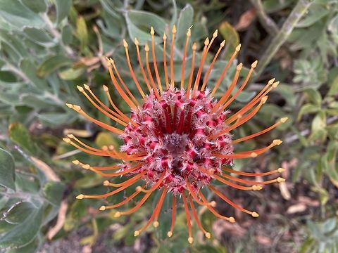 Nodding Pincushion Leucospermum cordifolium https://www.jungledragon.com/image/141713/nodding_pincushion_leucospermum_cordifolium.html Fall,Geotagged,Leucospermum cordifolium,Pincushion,United States