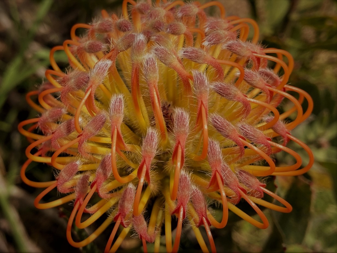 Nodding Pincushion Leucospermum cordifolium <figure class="photo"><a href="https://www.jungledragon.com/image/141698/nodding_pincushion_leucospermum_cordifolium.html" title="Nodding Pincushion Leucospermum cordifolium"><img src="https://s3.amazonaws.com/media.jungledragon.com/images/5803/141698_thumb.JPG?AWSAccessKeyId=05GMT0V3GWVNE7GGM1R2&Expires=1769040010&Signature=j1FgcEm07isl0B%2BD1QGJ1XzTSt4%3D" width="200" height="150" alt="Nodding Pincushion Leucospermum cordifolium https://www.jungledragon.com/image/141713/nodding_pincushion_leucospermum_cordifolium.html Fall,Geotagged,Leucospermum cordifolium,Pincushion,United States" /></a></figure> Fall,Geotagged,Leucospermum cordifolium,Pincushion,United States