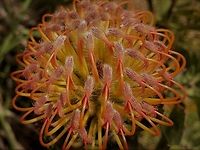 Nodding Pincushion Leucospermum cordifolium https://www.jungledragon.com/image/141698/nodding_pincushion_leucospermum_cordifolium.html Fall,Geotagged,Leucospermum cordifolium,Pincushion,United States