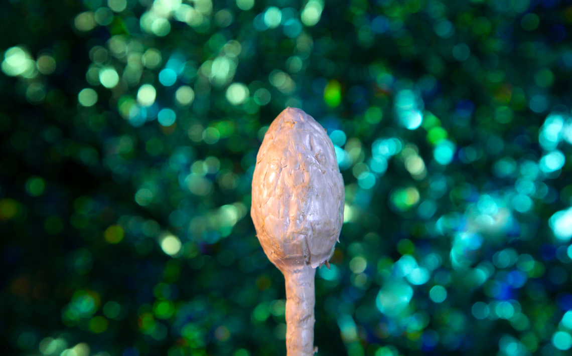 Desert Shaggy Mane mushroom, Podaxis pistillaris Growing in a desert landscape area Fall,Geotagged,Podaxis pistillaris,United States