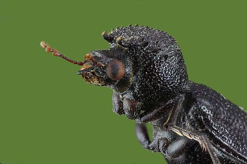 Likely Apatides fortis from the Bostrichidae family 3.5x, 63 steps,89 microns, 0.5 seconds,f5.6, ISO160
https://www.jungledragon.com/image/143324/black_beetle.html Fall,Geotagged,United States