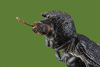 Likely Apatides fortis from the Bostrichidae family 3.5x, 63 steps,89 microns, 0.5 seconds,f5.6, ISO160<br />
https://www.jungledragon.com/image/143324/black_beetle.html Fall,Geotagged,United States