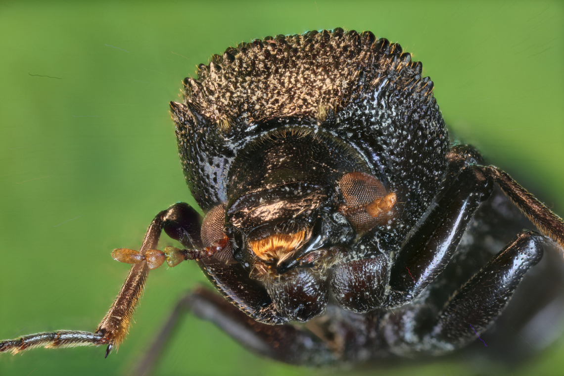 Likely Apatides fortis a member of Auger Beetles Family Bostrichidae 5x, f5.6, 58 micron step, 110 steps, ISO 100<br />
<figure class="photo"><a href="https://www.jungledragon.com/image/143322/likely_apatides_fortis_from_the_bostrichidae_family.html" title="Likely Apatides fortis from the Bostrichidae family"><img src="https://s3.amazonaws.com/media.jungledragon.com/images/5803/143322_thumb.jpg?AWSAccessKeyId=05GMT0V3GWVNE7GGM1R2&Expires=1759968010&Signature=UFI8gKA0iUZUCoOy%2BigsjvJ6suE%3D" width="200" height="134" alt="Likely Apatides fortis from the Bostrichidae family 3.5x, 63 steps,89 microns, 0.5 seconds,f5.6, ISO160<br />
https://www.jungledragon.com/image/143324/black_beetle.html Fall,Geotagged,United States" /></a></figure> Fall,Geotagged,United States