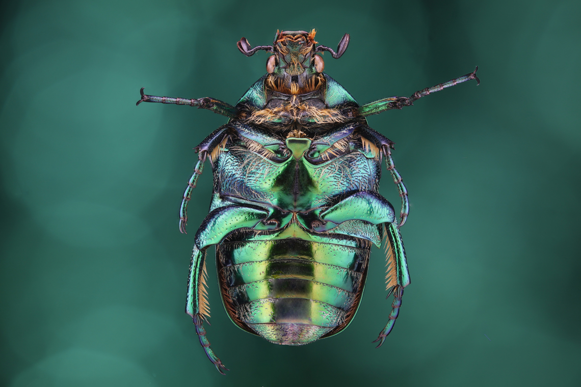 Green Scarab or Protaetia cuprea f5.6 1/20s 1x 487mic 16 steps <br />
From an acquired collection from Ukraine<br />
<figure class="photo"><a href="https://www.jungledragon.com/image/144243/green_scarab_or_protaetia_cuprea.html" title="Green Scarab or Protaetia cuprea"><img src="https://s3.amazonaws.com/media.jungledragon.com/images/5803/144243_thumb.jpg?AWSAccessKeyId=05GMT0V3GWVNE7GGM1R2&Expires=1759968010&Signature=Lz5T9kaspnhbRsortJmV%2FgdJxV8%3D" width="200" height="134" alt="Green Scarab or Protaetia cuprea f5.6 1/20s 1x 16 steps at 498mic <br />
Acquired collection from Ukraine Copper Chafer,Protaetia cuprea" /></a></figure><br />
<figure class="photo"><a href="https://www.jungledragon.com/image/144143/green_scarab_or_protaetia_cuprea.html" title="Green scarab or Protaetia cuprea"><img src="https://s3.amazonaws.com/media.jungledragon.com/images/5803/144143_thumb.jpg?AWSAccessKeyId=05GMT0V3GWVNE7GGM1R2&Expires=1759968010&Signature=iLujLnLp%2Fp%2BYO50GMjW3zcaSMQg%3D" width="200" height="134" alt="Green scarab or Protaetia cuprea f5.6 ISO 160 1/6s 3.5X 89 microns 87 Steps<br />
From an acquired collection from Ukraine Protaetia cuprea" /></a></figure><br />
<figure class="photo"><a href="https://www.jungledragon.com/image/144144/green_scarab_or_protaetia_cuprea.html" title="Green Scarab or Protaetia cuprea"><img src="https://s3.amazonaws.com/media.jungledragon.com/images/5803/144144_thumb.jpg?AWSAccessKeyId=05GMT0V3GWVNE7GGM1R2&Expires=1759968010&Signature=f4Si5UNfLYNScAeQMJyRPuLvFx4%3D" width="200" height="134" alt="Green Scarab or Protaetia cuprea f8 ISO 160 1/8s 2x 76mic 68 steps<br />
An acquired collection from Ukraine Protaetia cuprea" /></a></figure> Protaetia cuprea