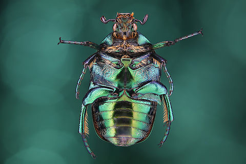 Green Scarab or Protaetia cuprea f5.6 1/20s 1x 487mic 16 steps 
From an acquired collection from Ukraine
https://www.jungledragon.com/image/144243/green_scarab_or_protaetia_cuprea.html
https://www.jungledragon.com/image/144143/green_scarab_or_protaetia_cuprea.html
https://www.jungledragon.com/image/144144/green_scarab_or_protaetia_cuprea.html Protaetia cuprea