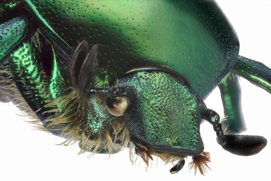 Green scarab or Protaetia cuprea f5.6 ISO 160 1/6s 3.5X 89 microns 87 Steps<br />
From an acquired collection from Ukraine Protaetia cuprea