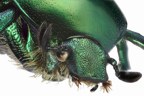 Green scarab or Protaetia cuprea f5.6 ISO 160 1/6s 3.5X 89 microns 87 Steps
From an acquired collection from Ukraine Protaetia cuprea