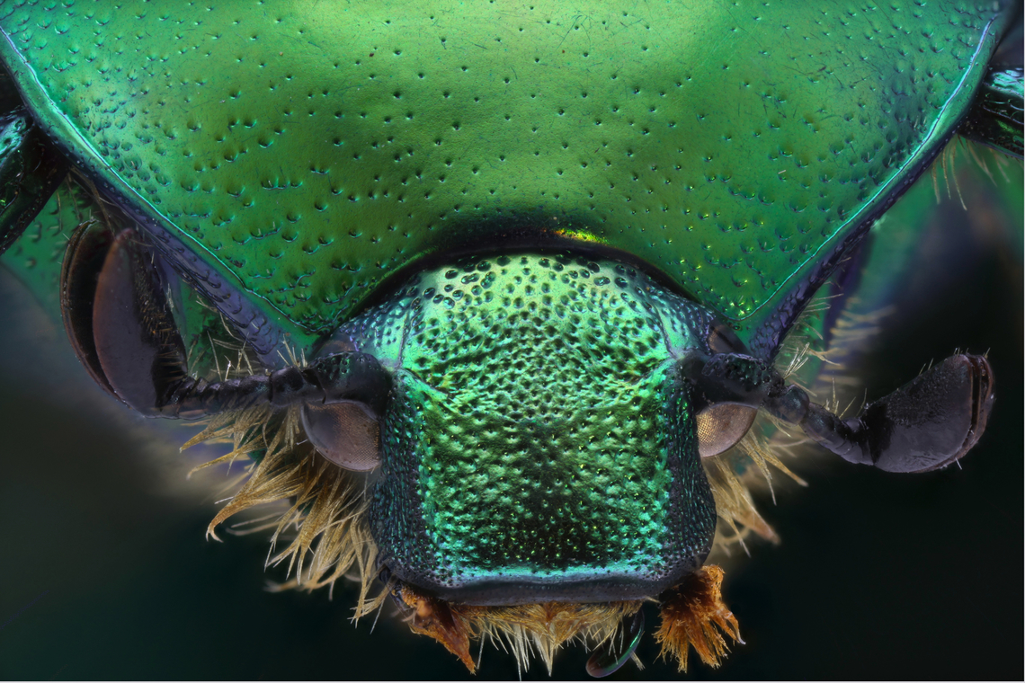 Green Scarab or Protaetia cuprea f8 ISO 160 1/8s 2x 76mic 68 steps<br />
An acquired collection from Ukraine Protaetia cuprea