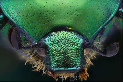 Green Scarab or Protaetia cuprea f8 ISO 160 1/8s 2x 76mic 68 steps
An acquired collection from Ukraine Protaetia cuprea