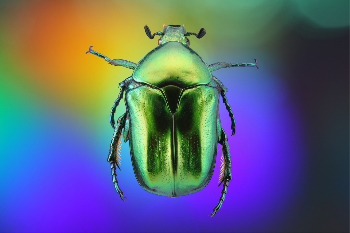 Green Scarab or Protaetia cuprea f5.6 1/20s 1x 16 steps at 498mic <br />
Acquired collection from Ukraine Copper Chafer,Protaetia cuprea