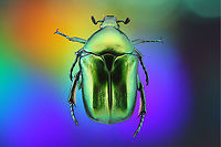 Green Scarab or Protaetia cuprea f5.6 1/20s 1x 16 steps at 498mic <br />
Acquired collection from Ukraine Copper Chafer,Protaetia cuprea