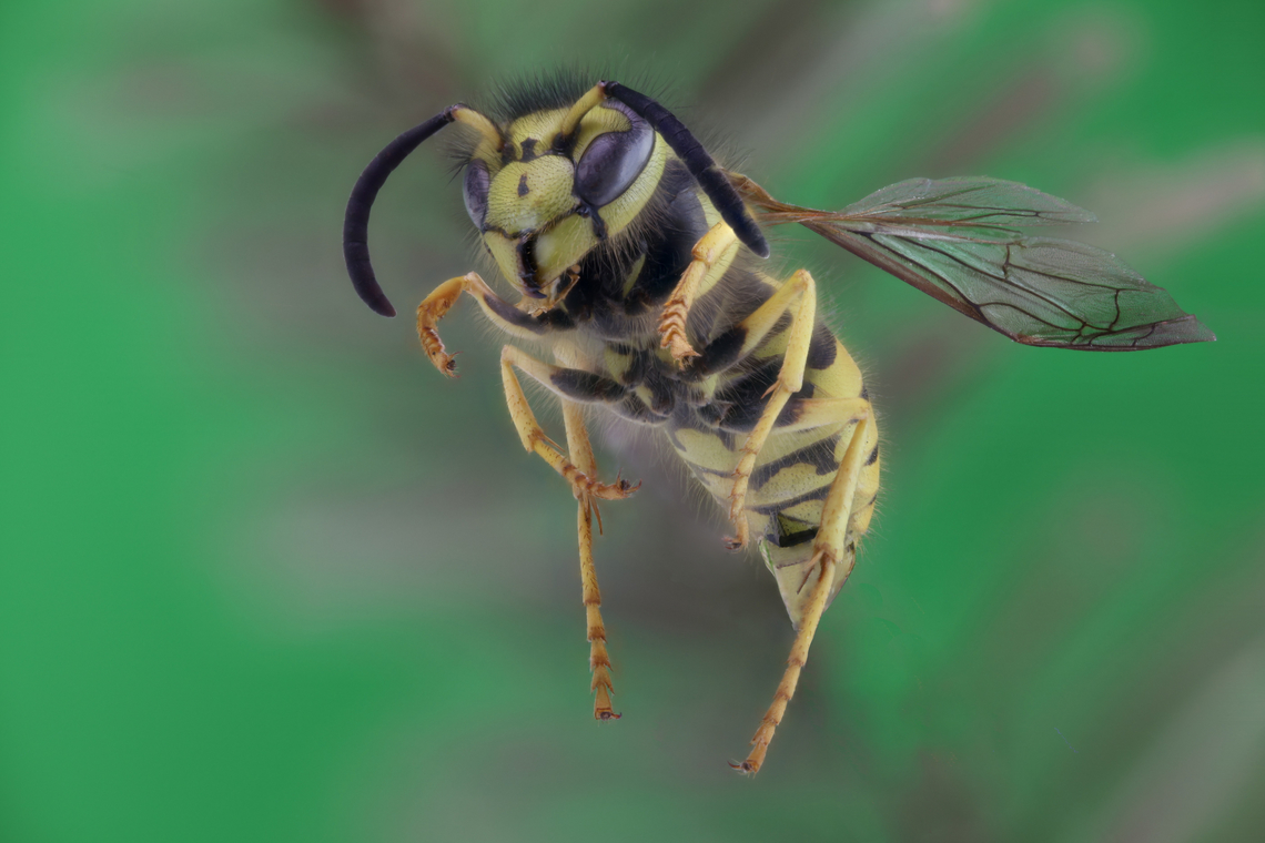 Western Yellowjacket or Vespula pensylvanica f5.6, 1/20s, 1x, ISO100, 17 steps at, 487&micro;/step Fall,Geotagged,United States,Vespula pensylvanica,Western yellowjacket