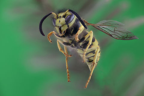 Western Yellowjacket or Vespula pensylvanica f5.6, 1/20s, 1x, ISO100, 17 steps at, 487µ/step Fall,Geotagged,United States,Vespula pensylvanica,Western yellowjacket