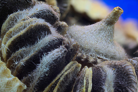 Hollyhock seed pod or Alcea rosea f5.6, 2.5x, ISO100, 1/20sec, 135 micron at 81 steps
https://www.jungledragon.com/image/144759/hollyhock_seed_pod_or_alcea_rosea.html #Hollyhock,Alcea rosea,Fall,Geotagged,Hollyhock,United States
