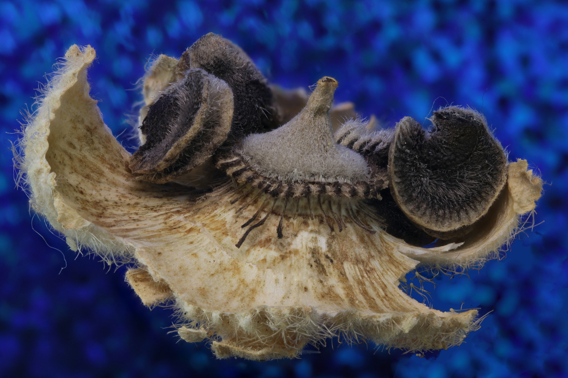 Hollyhock seed pod or Alcea rosea f5.6, 1.25x, ISO100, 1/160sec, 372 micron at 47 steps Alcea rosea,Fall,Geotagged,Hollyhock,United States
