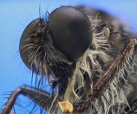 Robber Fly or Efferia aestuans f4.0, 4x, 1/8s, ISO100, 54 steps at 54&micro;/step Efferia aestuans,Geotagged,United States,Winter