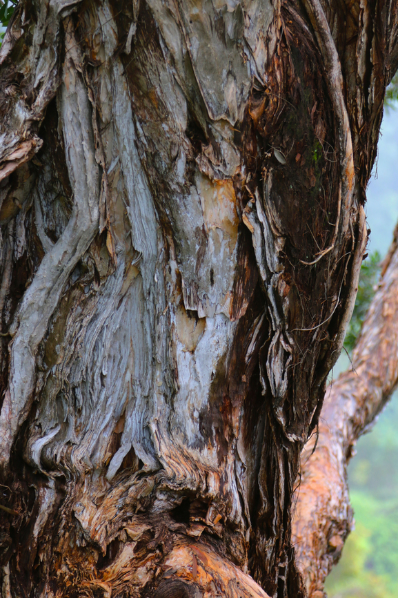 Paperbark Tree or Melaleuca leucadendron Transplanted from Australia into Hawaii in 1920 and is now a pest plant. #pest #invasive species,Fall,Geotagged,Melaleuca leucadendra,United States,Weeping paperbark