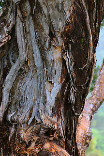 Paperbark Tree or Melaleuca leucadendron Transplanted from Australia into Hawaii in 1920 and is now a pest plant. #pest #invasive species,Fall,Geotagged,Melaleuca leucadendra,United States,Weeping paperbark