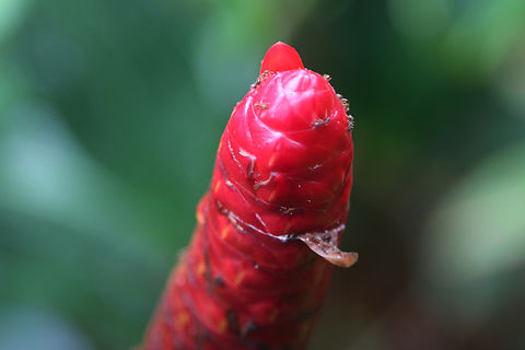 Indian Head Ginger or Costus spicatus  #Ginger,Costus spicatus,Fall,Geotagged,Spiked spiralflag gingerIndian head ginger,United States
