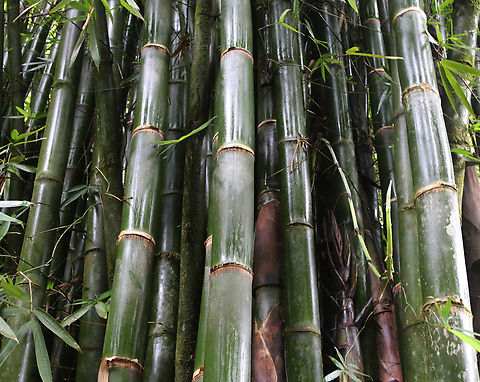 Sacred Bali Bamboo or Schizostacyum brachycladum The Garden of Eden Arboretum in Maui, Hawaii
https://www.jungledragon.com/image/145354/sacred_bamboo_or_schizostacyum_brachycladum_nodes.html
 #Bamboo,Fall,Geotagged,Sacred Bali Bamboo,Schizostacyum brachycladum,United States