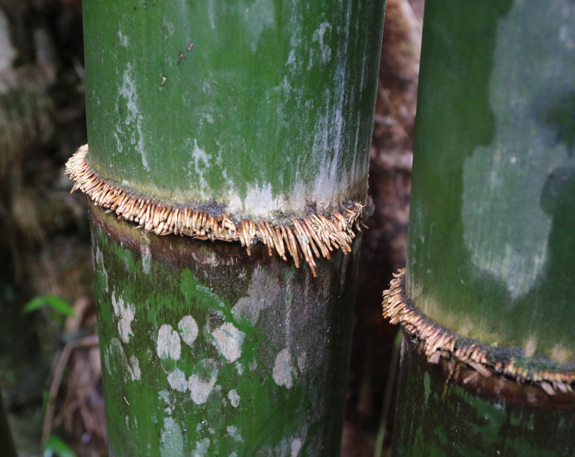 Sacred Bali Bamboo or Schizostacyum brachycladum nodes The Garden of Eden Arboretum in Maui, Hawaii #bamboo nodes #bamboo,Geotagged,Sacred Bali Bamboo,Schizostacyum brachycladum,United States