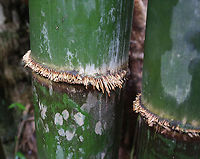 Sacred Bali Bamboo or Schizostacyum brachycladum nodes The Garden of Eden Arboretum in Maui, Hawaii #bamboo nodes #bamboo,Geotagged,Sacred Bali Bamboo,Schizostacyum brachycladum,United States