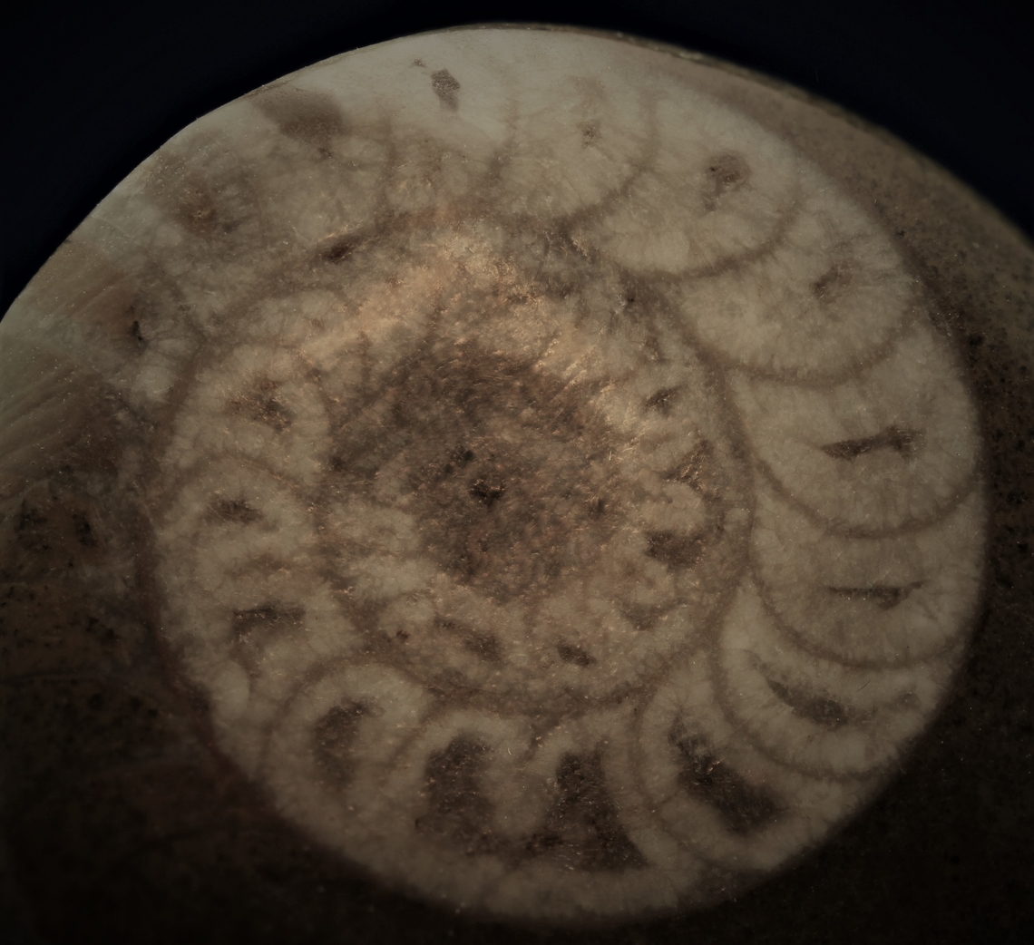 Ammonite fossil f5, 1/25sec, ISO100, 1X, 677microns for 11 steps Geotagged,United States,Winter,ammonite,fossil