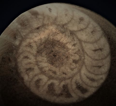 Ammonite fossil f5, 1/25sec, ISO100, 1X, 677microns for 11 steps Geotagged,United States,Winter,ammonite,fossil